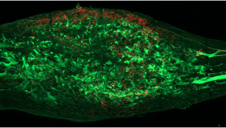 Scientists Discover That Pain Signals Actually Contain the Secret Instructions to Heal Your Body