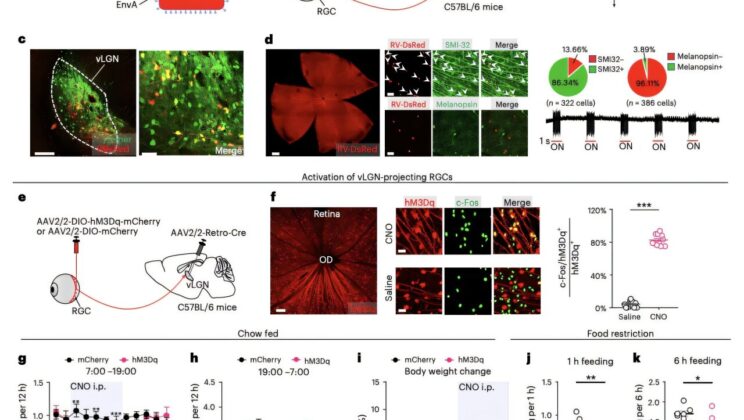 Scientists Have Finally Discovered Why Bright Light Can Actually Turn Off Your Hunger