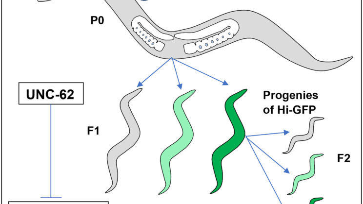 Scientists Find the Biological Reason Why Identical DNA Leads to Different Health Outcomes