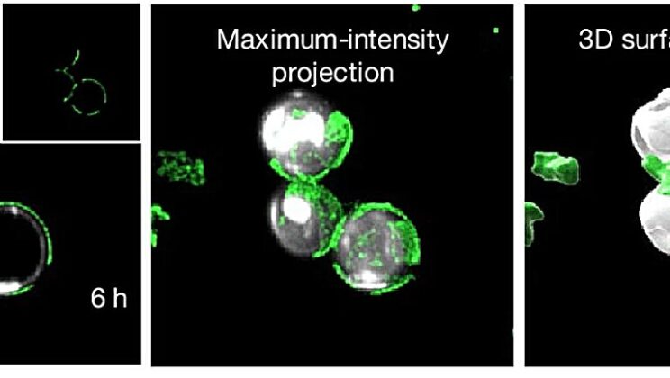 This Common Blood Protein Is Secretly a Superhero Fighting Off the Deadly Black Fungus