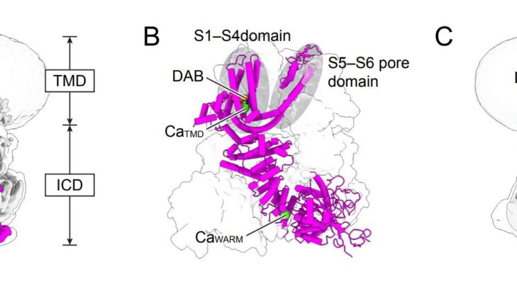 Scientists Finally Solve the 60 Year Mystery of How the World’s Most Common Laxative Actually Works